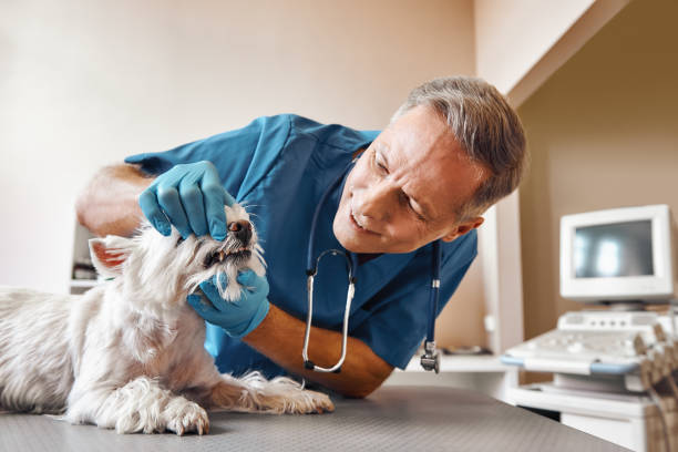 Best Walk-In Emergency Dental Services in Saugatuck, CT
